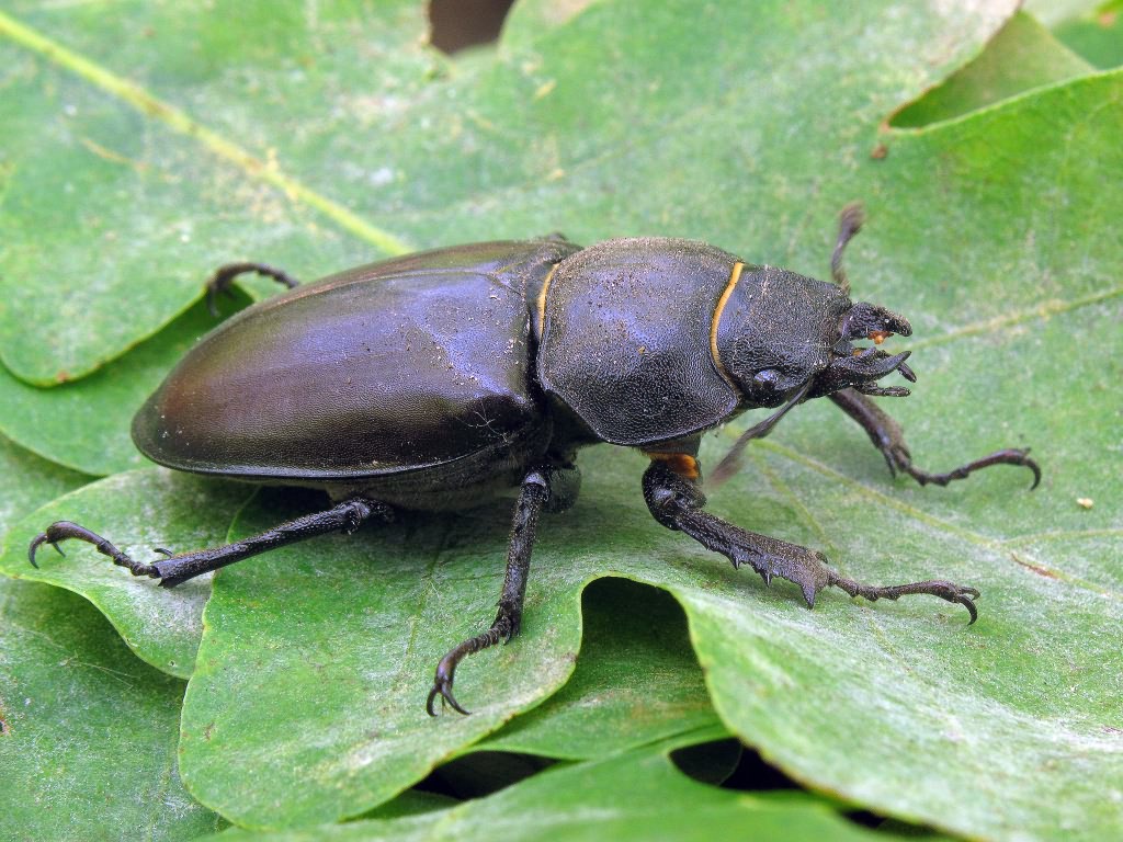 Lucanus cervus (Linnaeus, 1758)